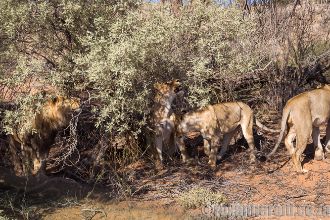 Lions,  Kgalagadi Transfrontier Park
