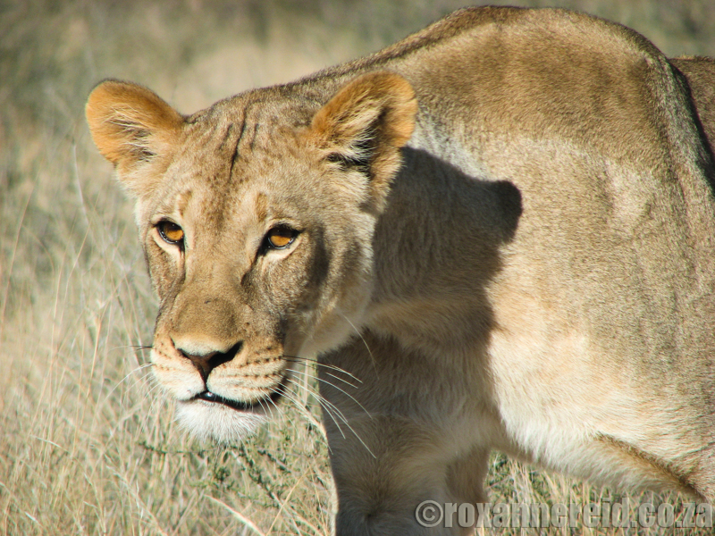 Lioness, Kgalagadi Transfrontier Park