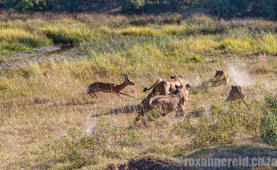 Lion kill, DumaTau, Linyanti, Botswana