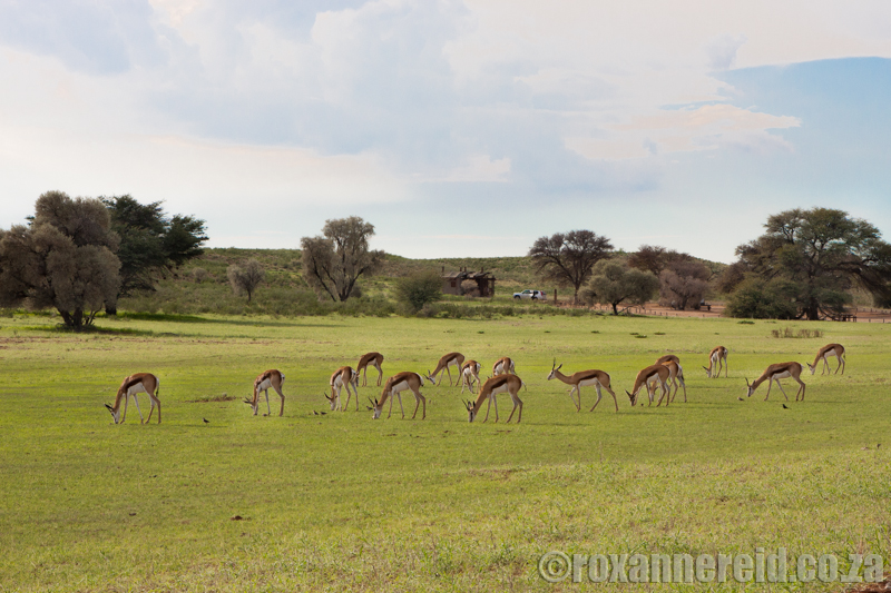 Springbok, Kgalagadi Transfrontier Park