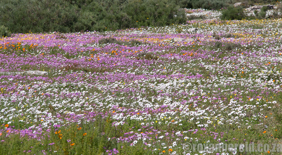 Spring flowers, Postberg Nature Reserve
