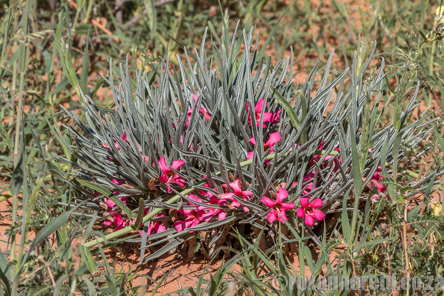 Kalahari in bloom