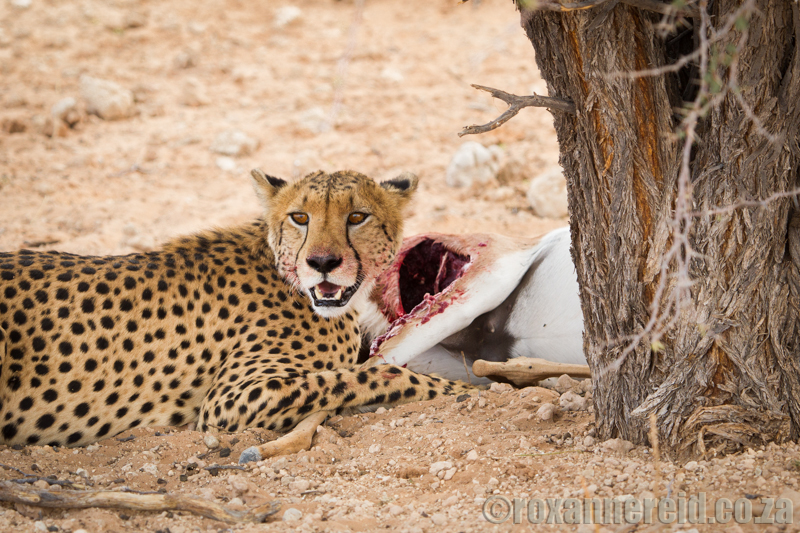 Cheetah kill, Kgalagadi Transfrontier Park