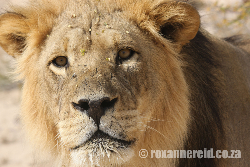 Lion, Kgalagadi Transfrontier Park