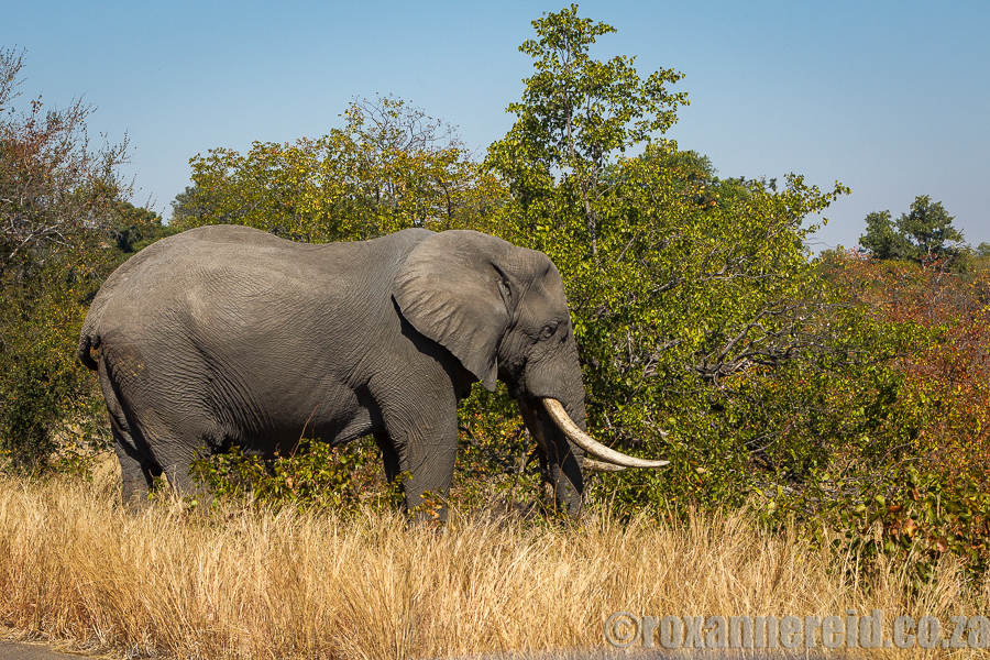 Pretoriuskop, Kruger National Park