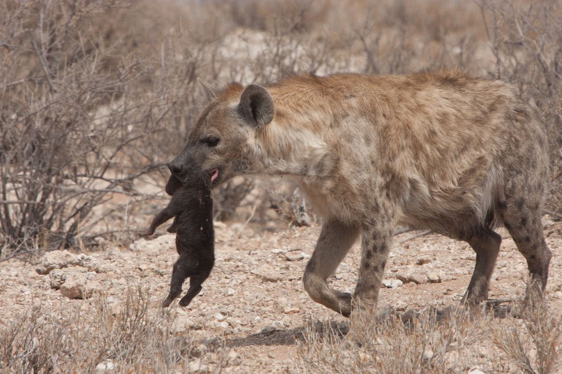Spotted hyena and cub, Kgalagadi Transfrontier Park