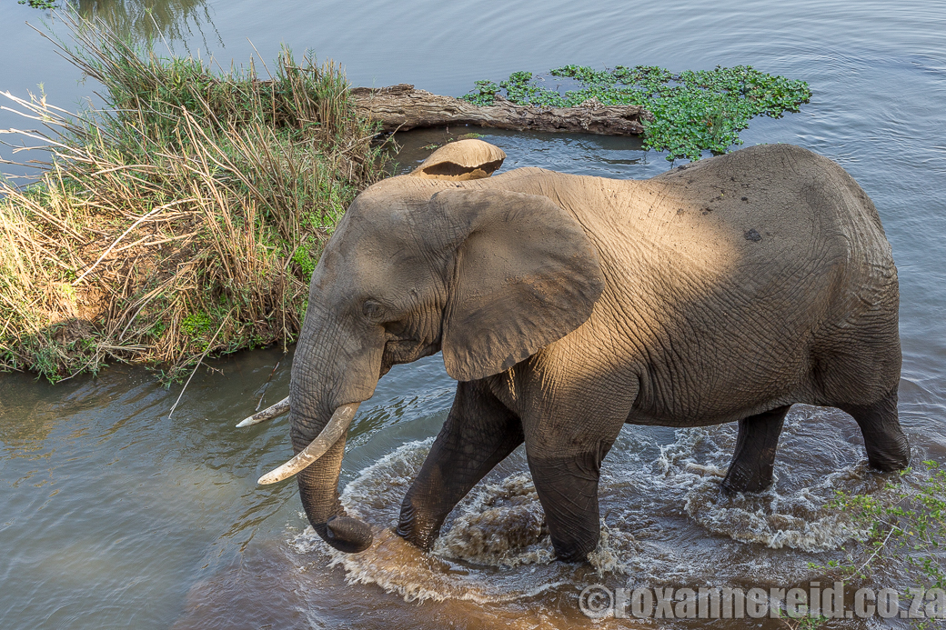 Elephant, Shimuwini Bushveld Camp, Kruger National Park