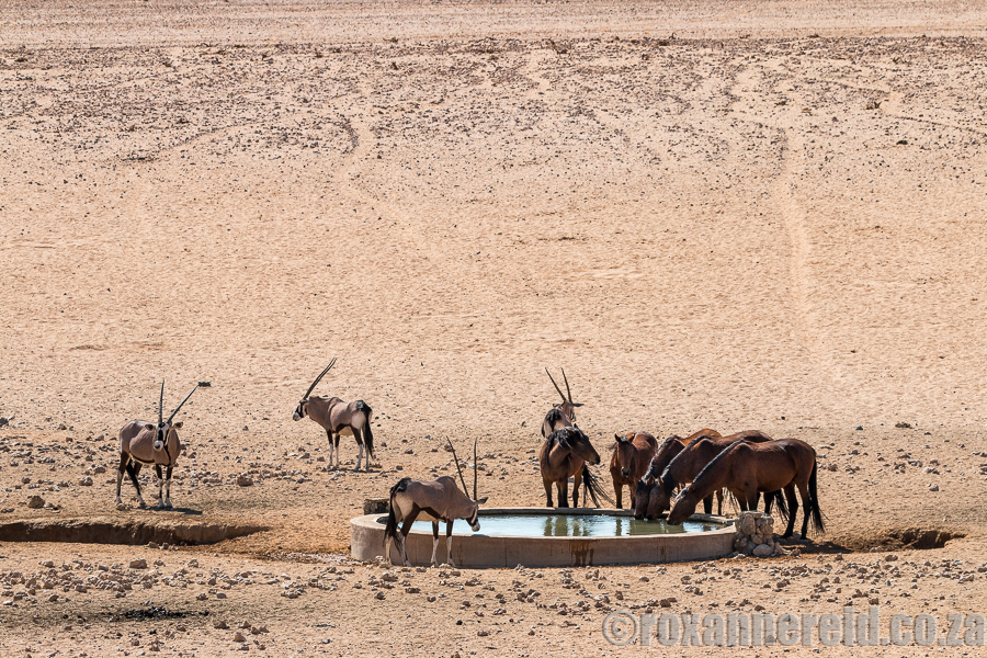 Wild horses, Namibia