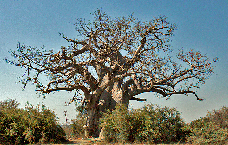 Baobab, Mahango National Park, Caprivi, Namibia
