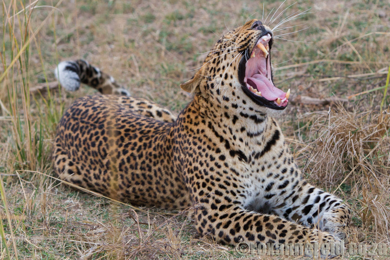 Leopard, South Luangwa National Park, Zambia