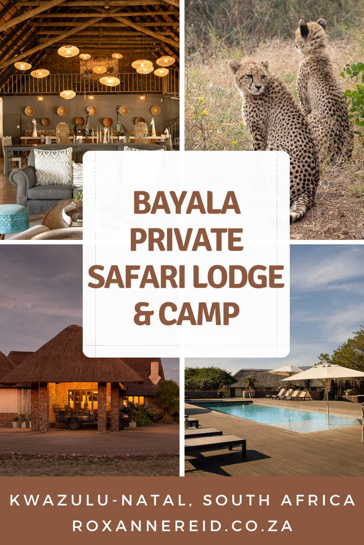Visiting KwaZulu-Natal and looking for a South African safari? Find out why you should consider Bayala Lodge at the Big 5 Zuka Private Game Reserve in Zululand. See the Big 5 and more, find lots of things to do: game drives, bush walks, nature, a spa, a rhino experience, swim in the pool and enjoy good food in the restaurant, or plan a wedding. #KwaZuluNatal #KZN #safari 