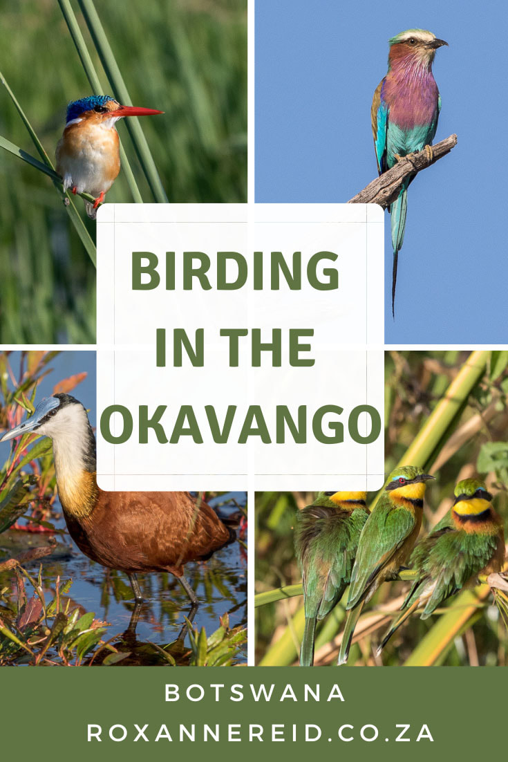 Visiting the Okavango Delta in Botswana? Love birding? You’ll be spoilt for choice with everything from bateleurs to bee-eaters, lilac-breasted roller, kingfishers, African fish eagle and even the rare and elusive Pel’s fishing owl. The best way to go birding in the Okavango Delta, Botswana, is in a mokoro (traditional canoe) poled silently along its water channels. Choose from high-end luxury lodges with top-notch guides, or self-drive and camp in Moremi Game Reserve.