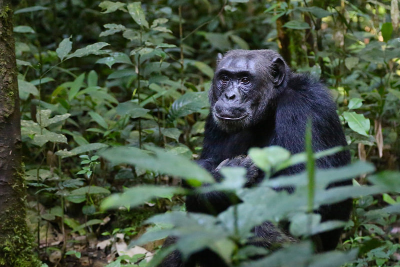 Chimpanzee, Gombe Stream National Park, Tanzania