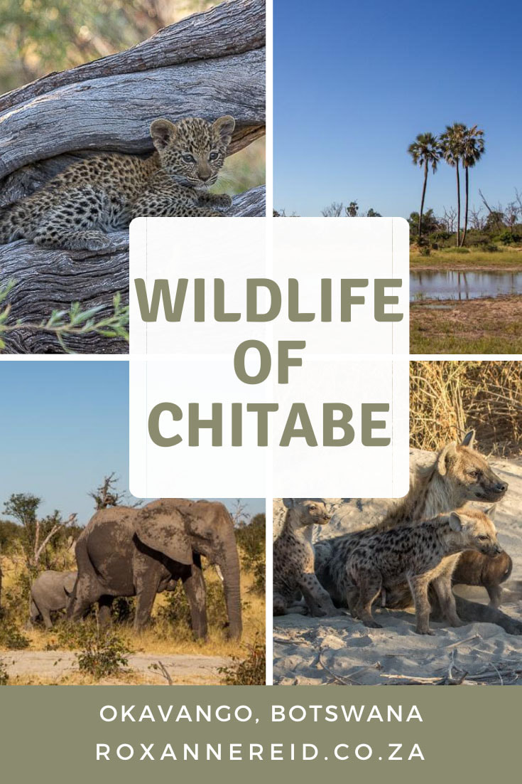Wildlife of Chitabe, Okavango Delta, Botswana #Botswana #Okavango #wildlife