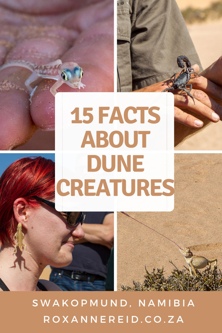 15 facts about the dunes & desert creatures of Swakopmund, Namibia, Southern Africa