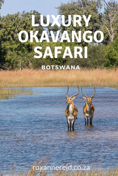 Luxury wildlife safari in the Okavango Delta, Botswana #Okavango #luxury #Botswana