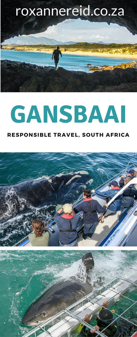 Gansbaai, responsible travel in South Africa #Gansbaai #travel #SouthAfrica