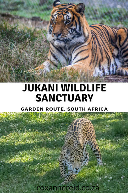 Why to visit Jukani Wildlife Sanctuary near Plettenberg Bay, Garden Route #GardenRoute #Wildlife #sanctuary