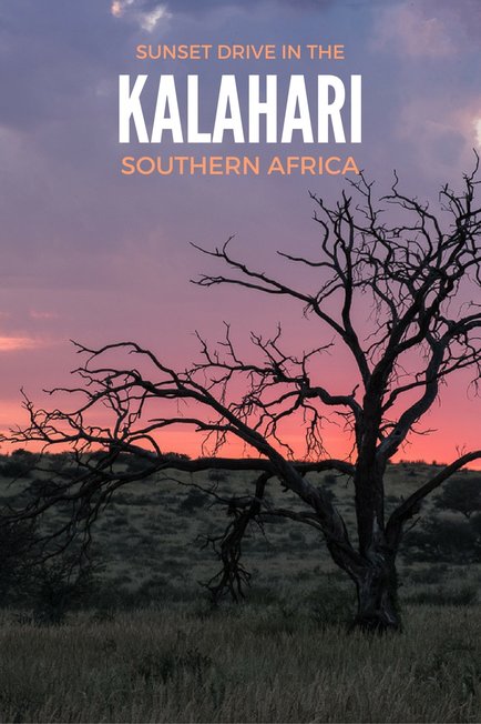 Sunset drive in the Kgalagadi Transfrontier Park, Kalahari, Southern Africa
