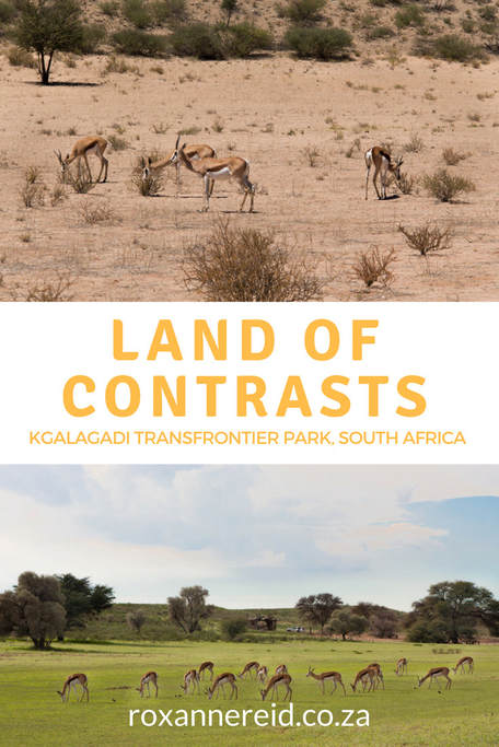 Kgalagadi Transfrontier Park might be green one year and dry as dust another - a land of contrasts #SouthAfrica #safari