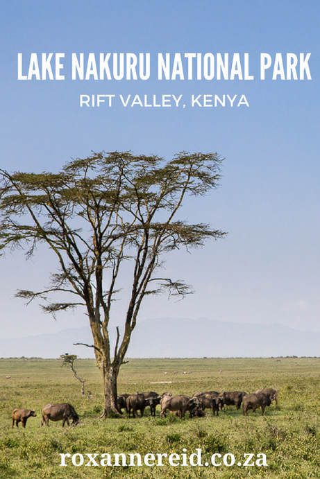 Safari to Lake Nakuru National Park in the Rift Valley, Kenya