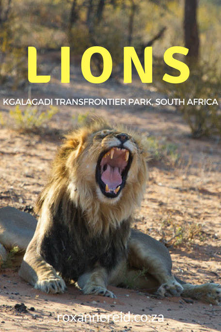Lions of the Kgalagadi Transfrontier Park #SouthAfrica #safari #wildlife