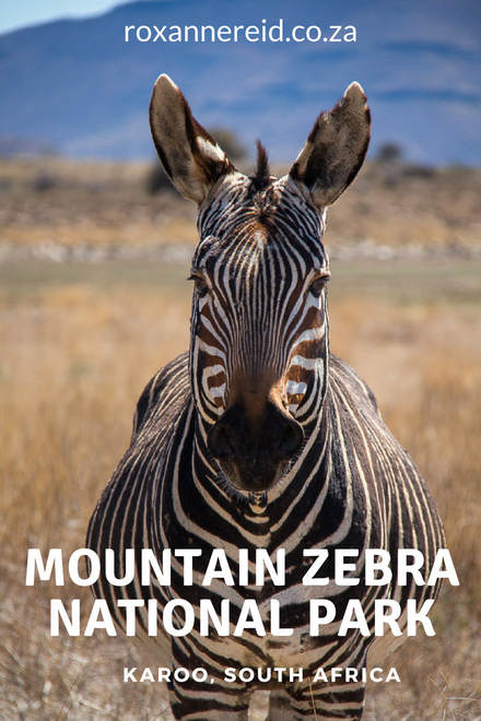 The enchantment of Mountain Zebra National Park, Karoo, #SouthAfrica #travel #safari #karoo  #nationalparks