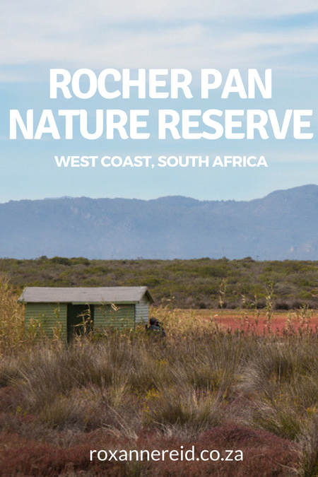 Find out why to visit Rocherpan Nature Reserve on the Cape West Coast, South Africa, for Rocherpan accommodation in lovely eco-cabins, walks along the beach, hiking trails, birding in bird hides along the edge of the pan or along the coastline. #Rocherpan #RocherpanNatureReserve #nature