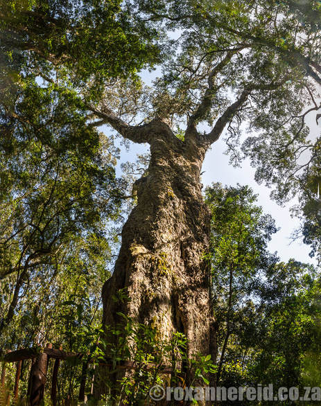 Garden Route attractions: the Woodville Big Tree