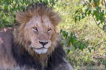 Lion, Maasai Mara, Kenya