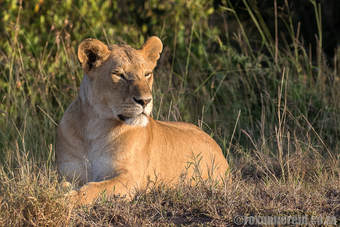 Lioness, Maasai Mara, Kenya