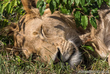 Lion, Mara Plains Camp, Maasai Mara, Kenya