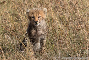 Safari thrills at Mara Expedition Camp, Maasai Mara - Roxanne Reid ...