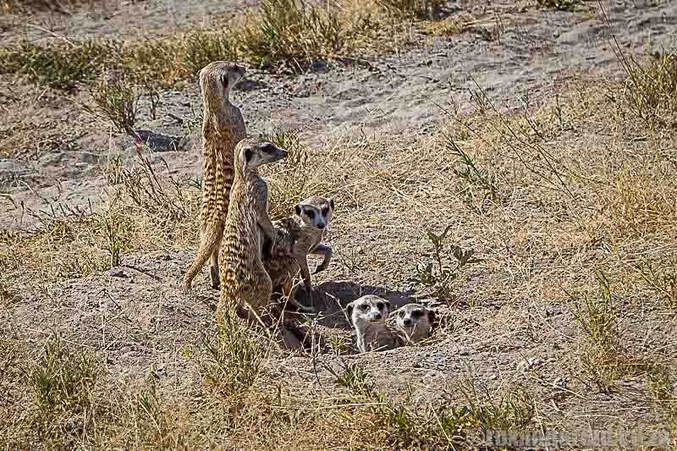 Botswwana tourist attractions: meerkat in the Makgadikgadi National Park