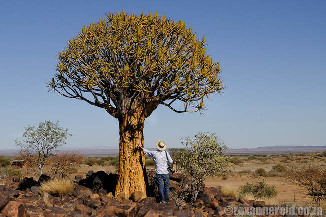 Quivertree Forest, Namibia