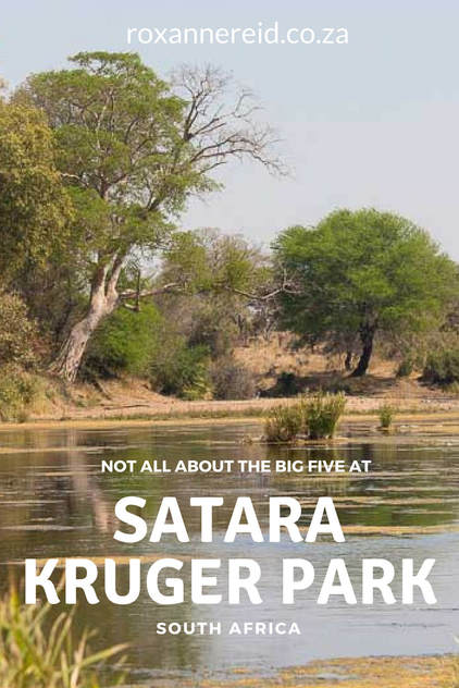 Satara, Kruger National Park, is Big Five country but it's not all about the Big Five #safari #KrugerPark #South Africa #travel