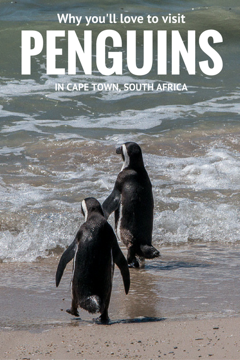 Why to visit Cape Town penguins at Boulders Beach, Simon's Town #CapeTown #penguins #Boulders #birding 