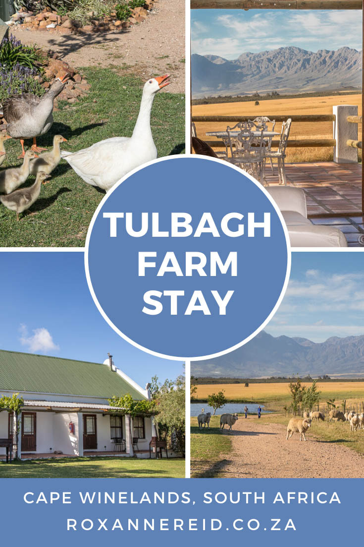 Farmstay near Tulbagh in the Cape Winelands: Eikelaan Farm Cottages #farmstay #Tulbagh #CapeWinelands #South Africa