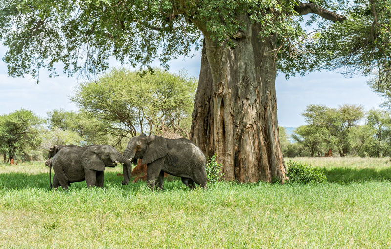 Elephants and baobabs, the giants of Tarangire National Park, Tanzania