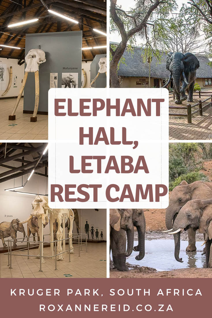 What do elephants eat? What is an elephant heart rate? Find out interesting facts about elephants when you visit the Letaba Elephant Hall at Letaba rest camp in the Kruger National Park. Discover 23 fun facts about elephants, their anatomy, locomotion, reproduction, effect on the environment and more.