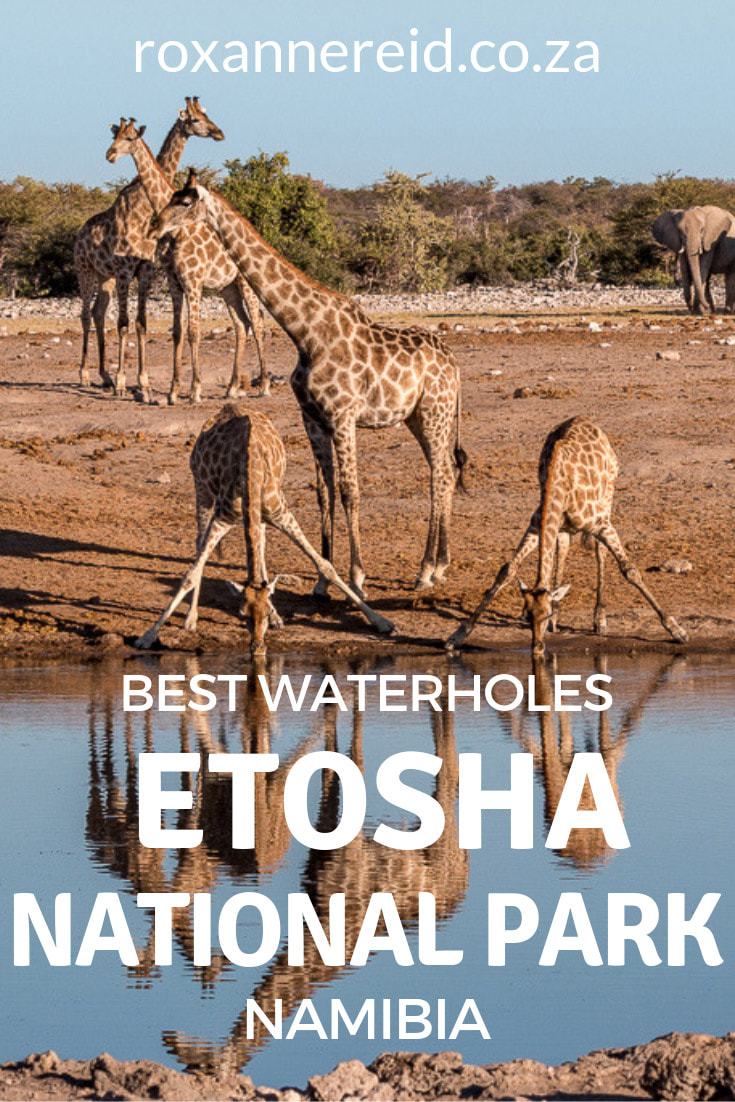 Visiting Etosha National Park in Namibia? Here’s a list of 12 of the best waterholes at Etosha National Park and why you should visit all of them to see a wide variety of wildlife from elephants to lions and antelope. #Etosha #nationalparks #namibia #wildlife