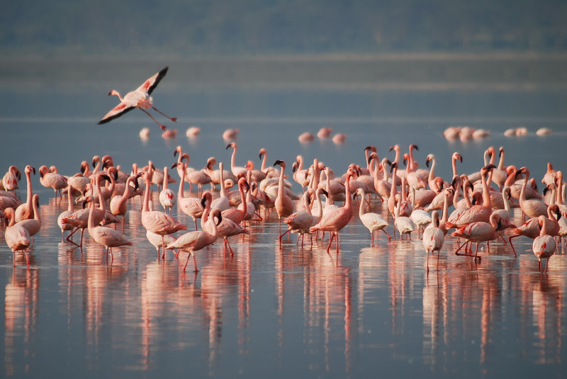 Flamingos breed at Lake Natron, Tanzania