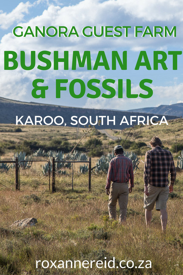 Visit Ganora Guest Farm, Nieu Bethesda, for great Karoo farm accommodation, Bushman paintings and Karoo fossils. The Owl House Nieu Bethesda is nearby this Nieu Bethesda accommodation. #travel #paleontology #rockart