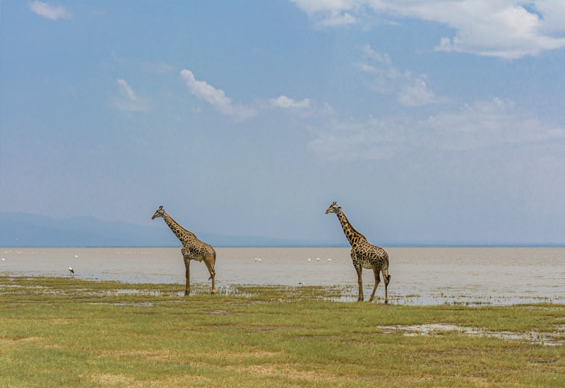 Giraffes at Lake Manyara National Park, Tanzania