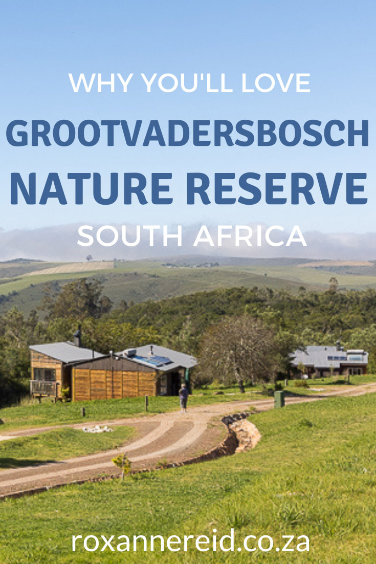 Ever wondered what CapeNature’s Grootvadersbosch Nature Reserve is like? Find it between Swellendam and Heidelberg in the Western Cape. Discover everything you need to know from where to find it, the climate, the Grootvadersbosch forest and things to do in Grootvadersbosch like, hiking, mountain biking on the reserve and the adjoining Grootvadersbosch Conservancy. You’ll also learn about Grootvadersbosch accommodation in self-catering cottages, Grootvadersbosch camping and Grootvadersbosch glamping. #SouthAfrica