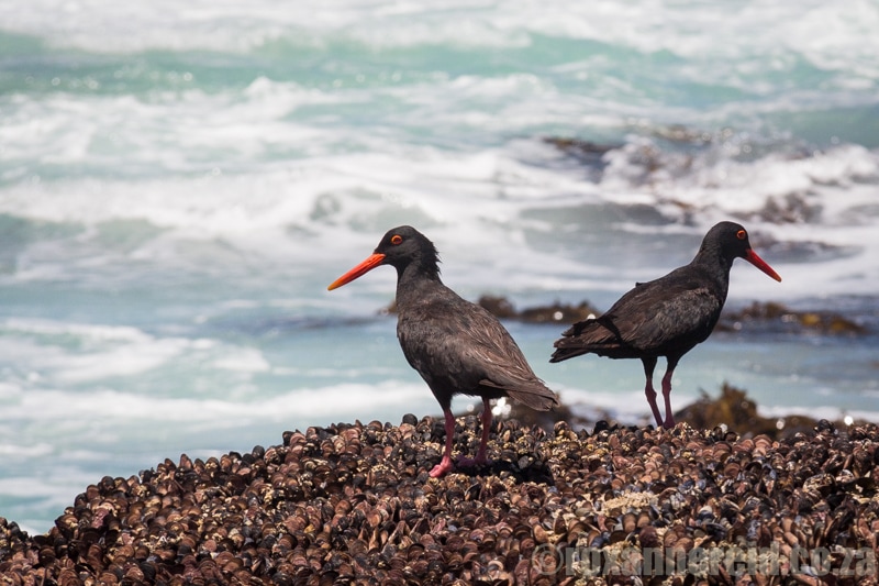 Black oystercatchers, Quiver tree, Namaqua National Park, South Africa