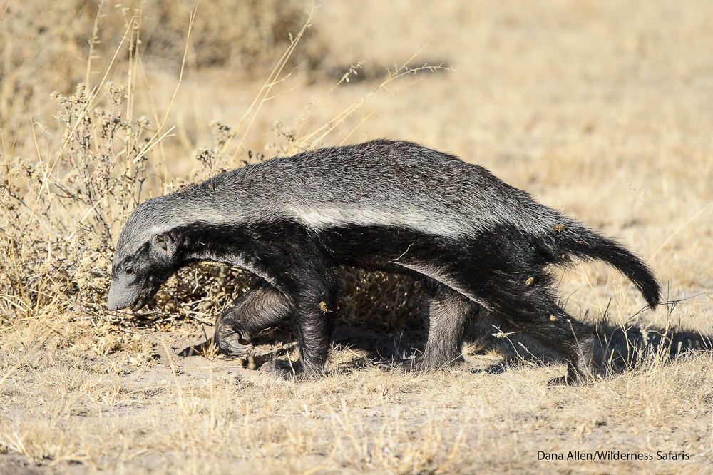 Honey badger, Kalahari, Botswana