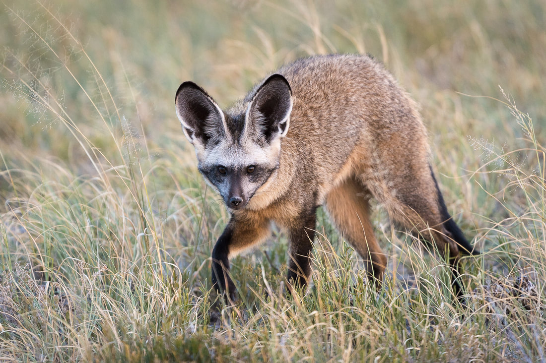 Bat-eared fox, Kalahari Botswana