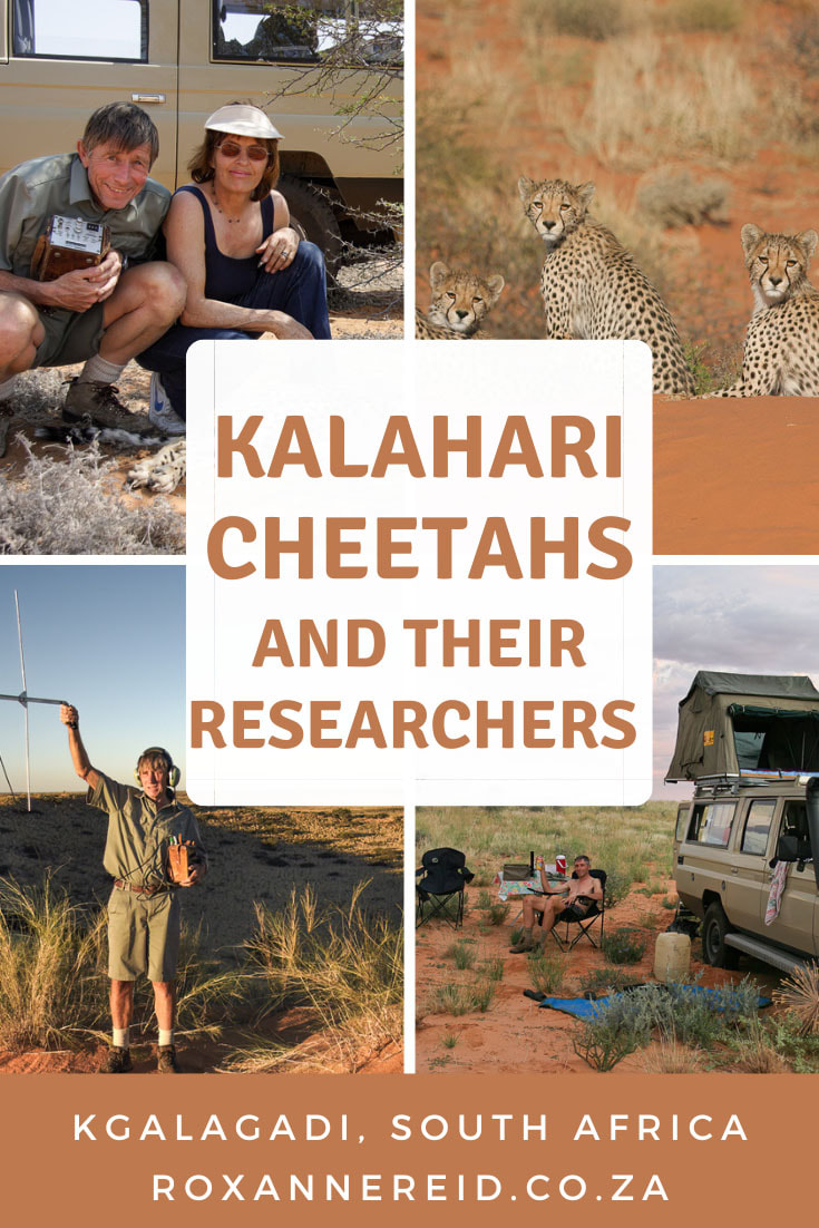 If you love the Kgalgadi Transfrontier Park and wildlife, especially cheetahs, don’t miss this book about Kalahari cheetahs and the lives of researchers Gus and Margie Mills. Called Fast Cats on Red Sands, it’s packed full of cheetah facts and new insights into their adaptation to an arid system. It also paints a picture of the trials and tribulations of the researchers, the difficulties they faced as well as the moments of excitement and joy.