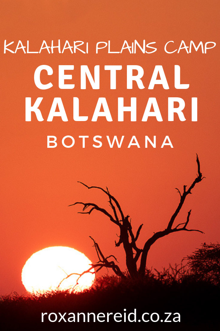 Thinking of going on a Kalahari safari? Here’s how to experience the remote wilderness of the Central Kalahari Game Reserve in Botswana by visiting Kalahari Plains Camp. It’s a great choice for a Botswana safari if you want to experience the Kalahari Botswana. Find out what to do there, from game drives, Deception Valley, sunrises and sunsets, swimming pool, bird-watching, star-gazing, sleep under the stars, and a cultural experience with the Bushmen.